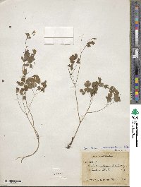 Thalictrum pedunculatum image