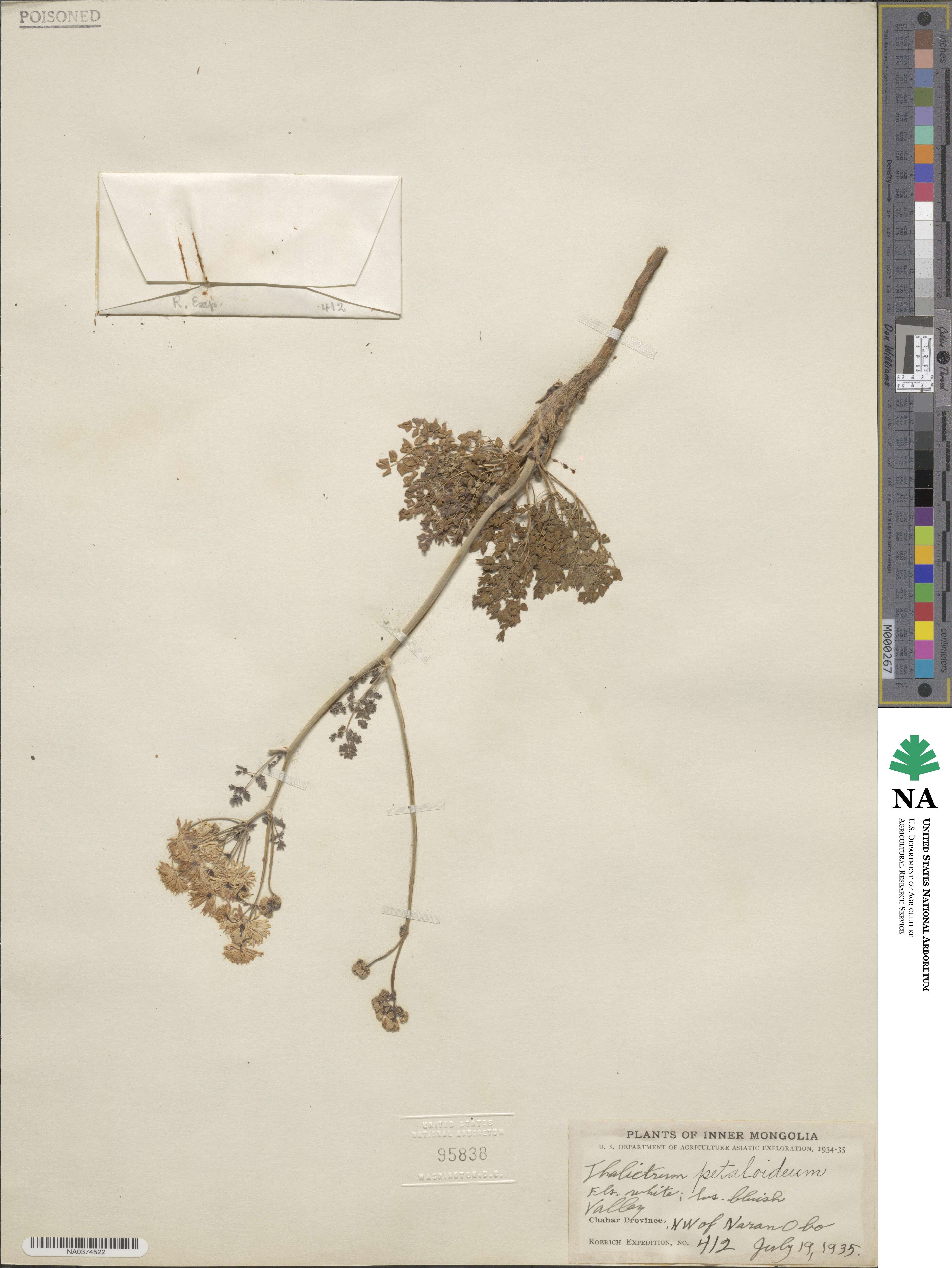 Thalictrum petaloideum image