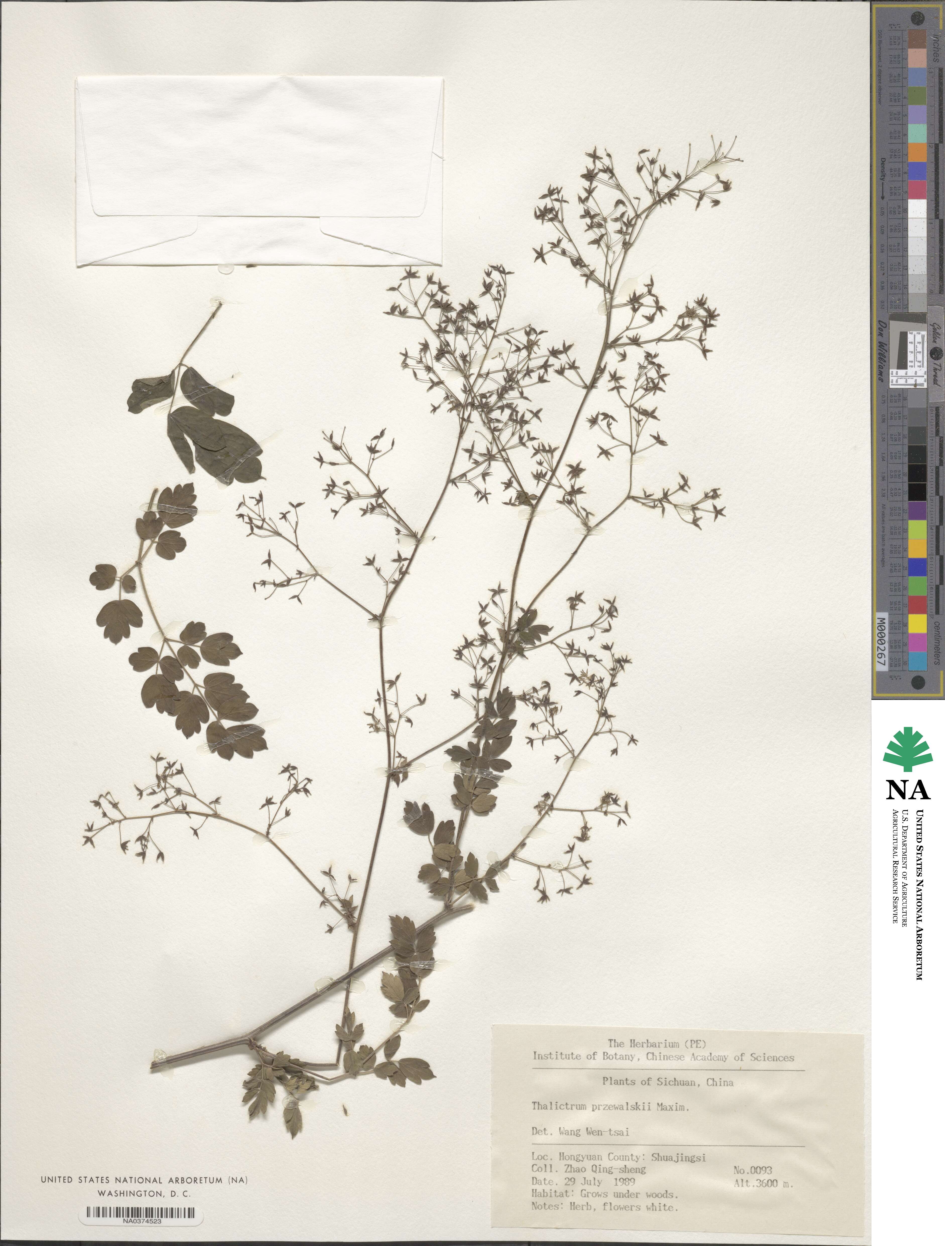 Thalictrum przewalskii image