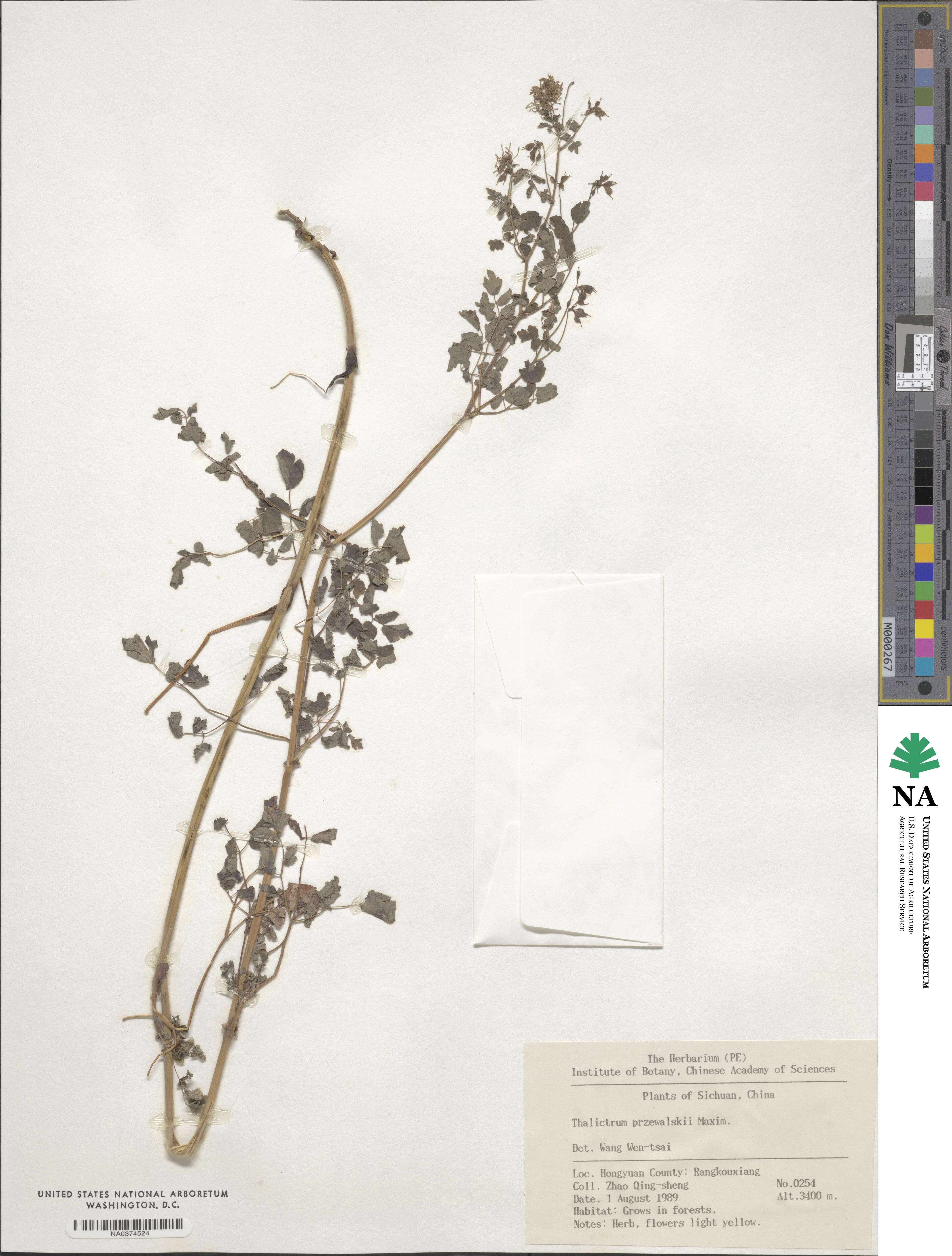 Thalictrum przewalskii image