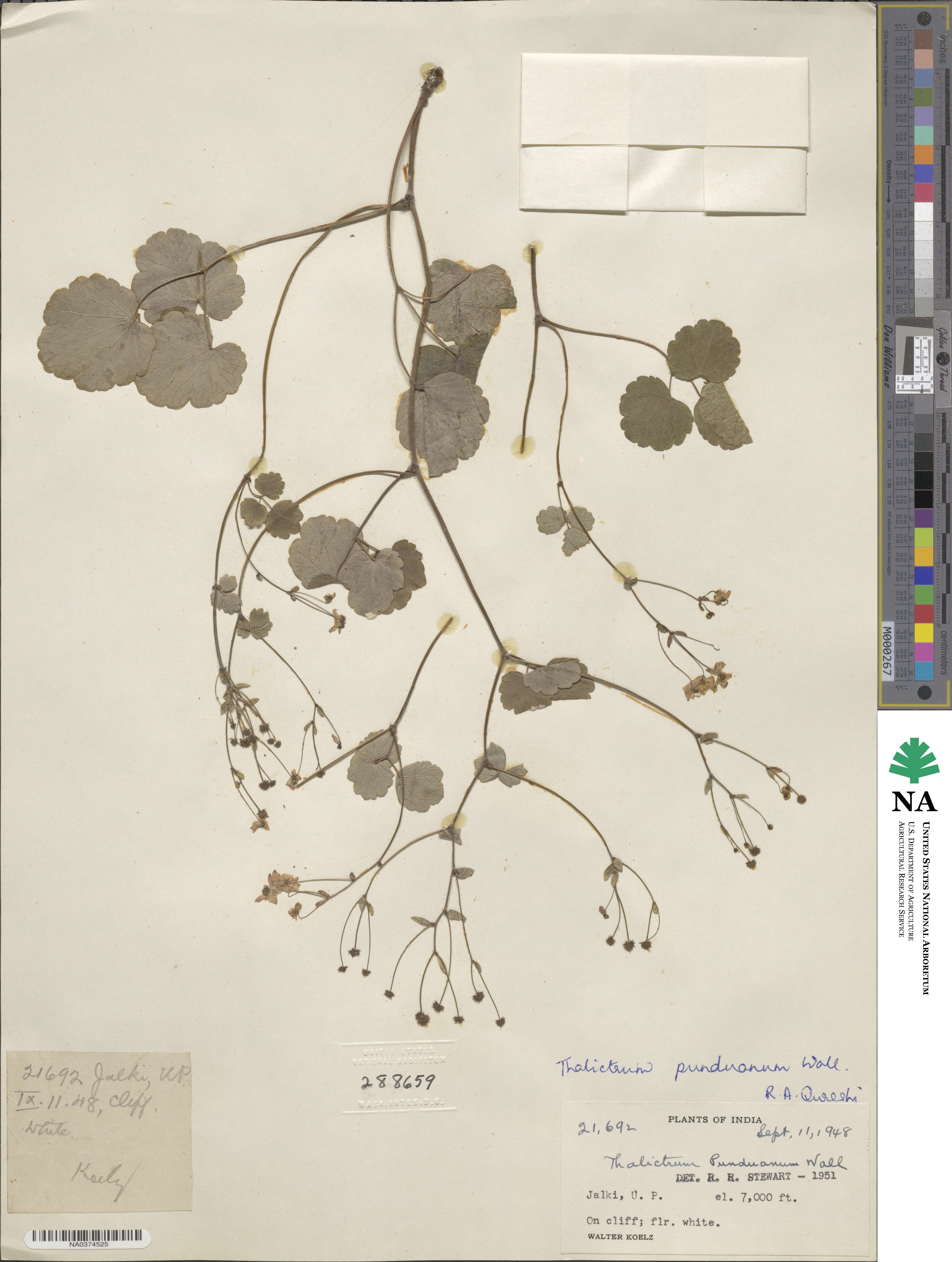 Thalictrum punduanum image