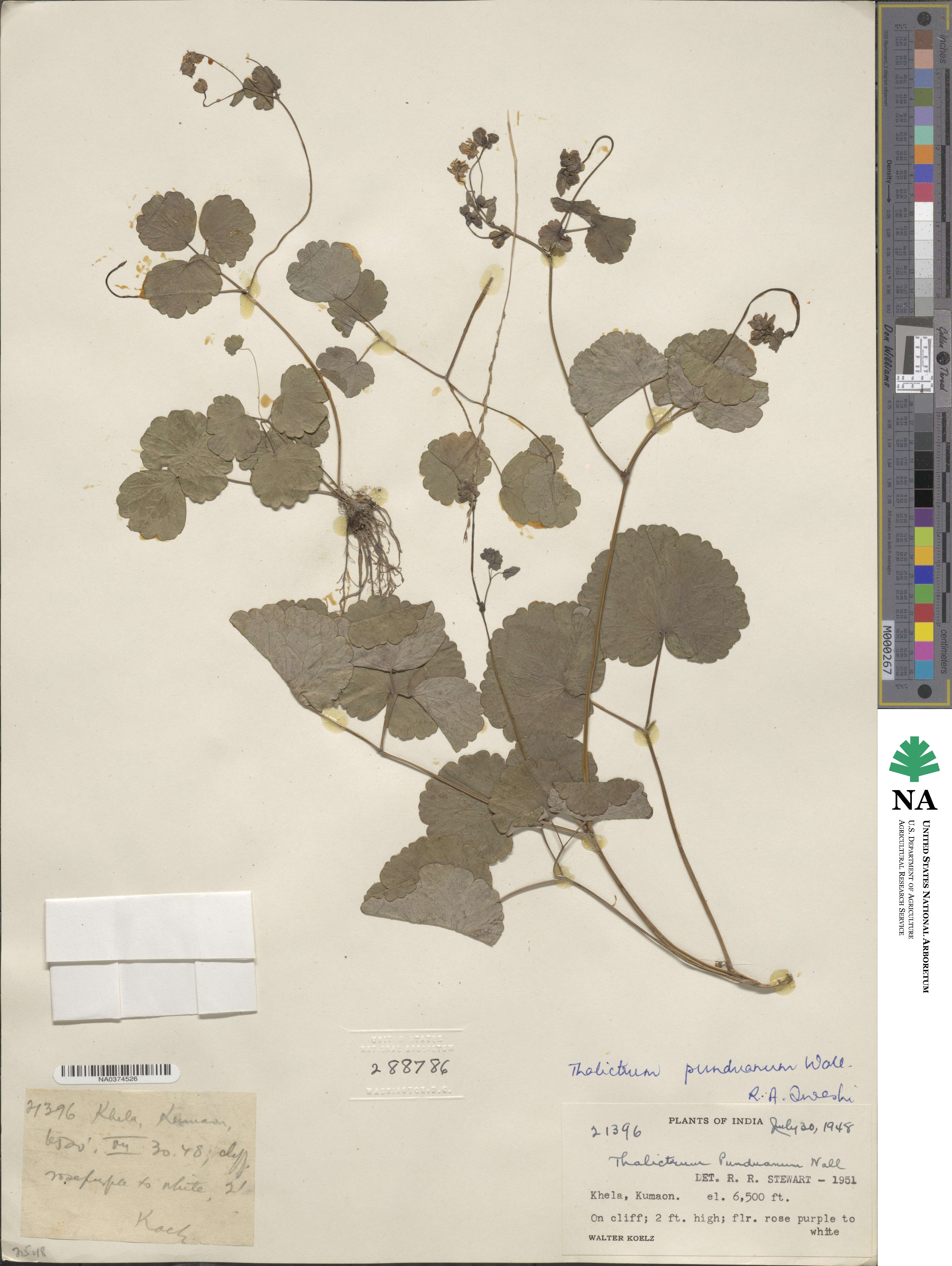 Thalictrum punduanum image
