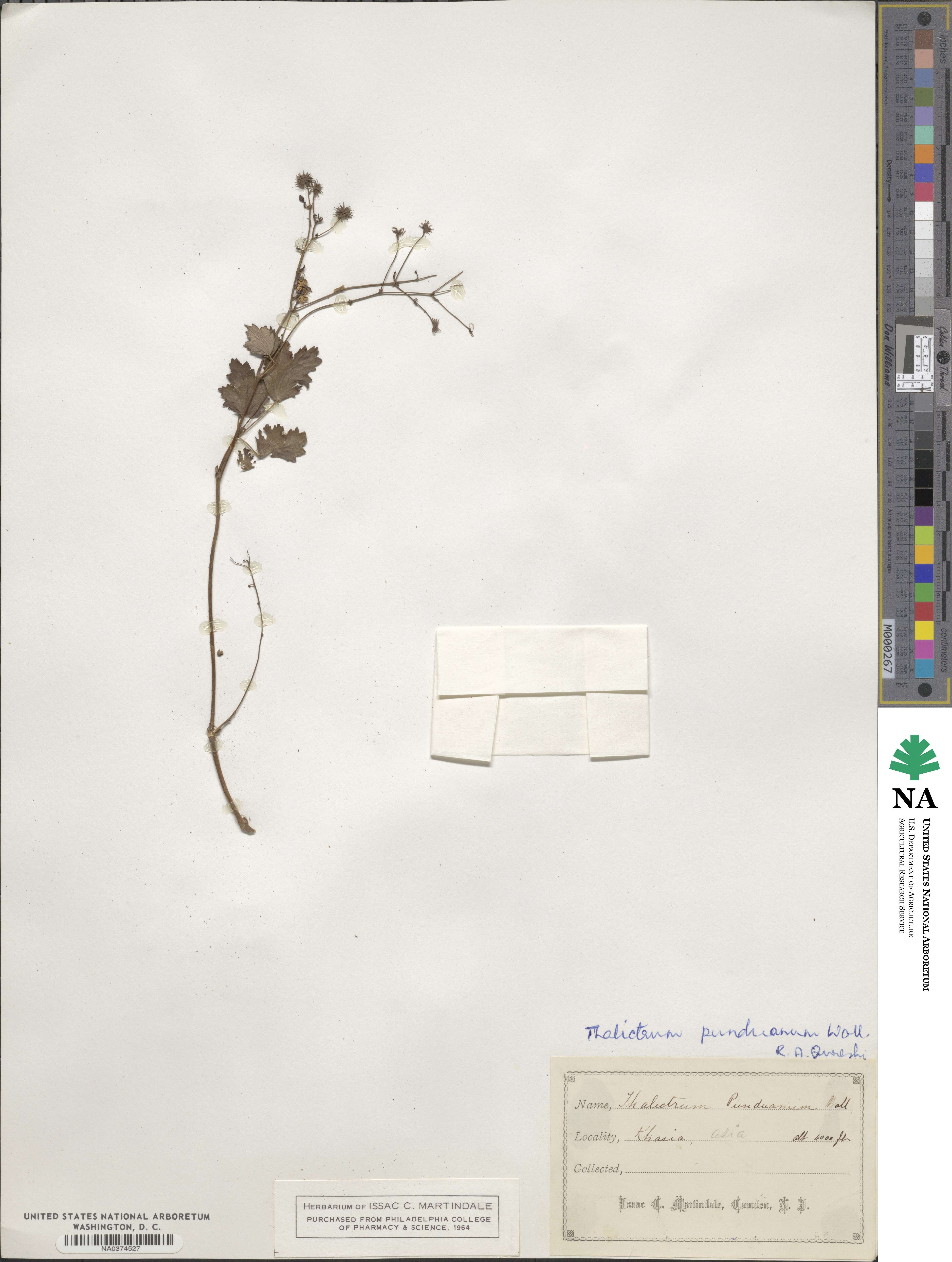 Thalictrum punduanum image