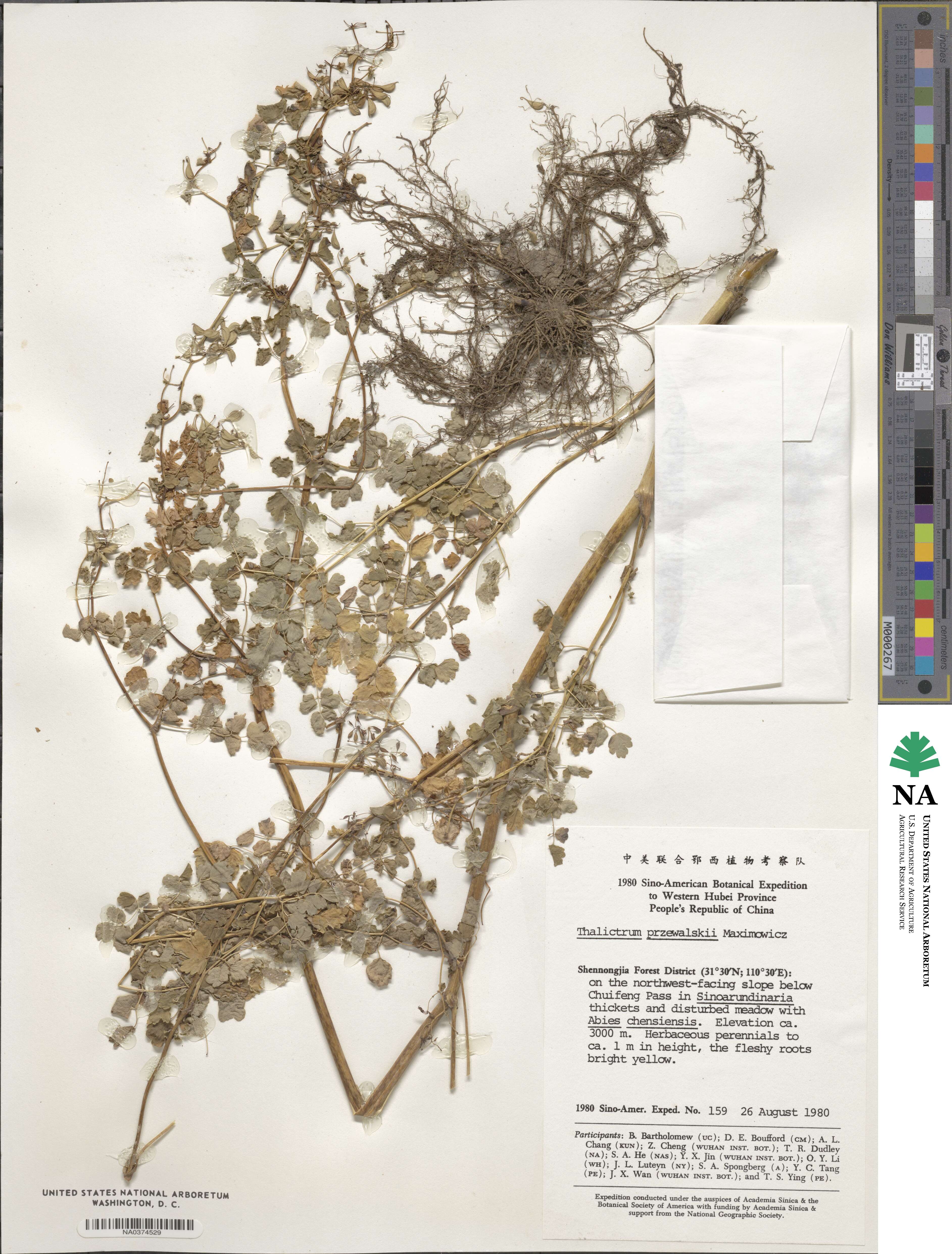 Thalictrum przewalskii image