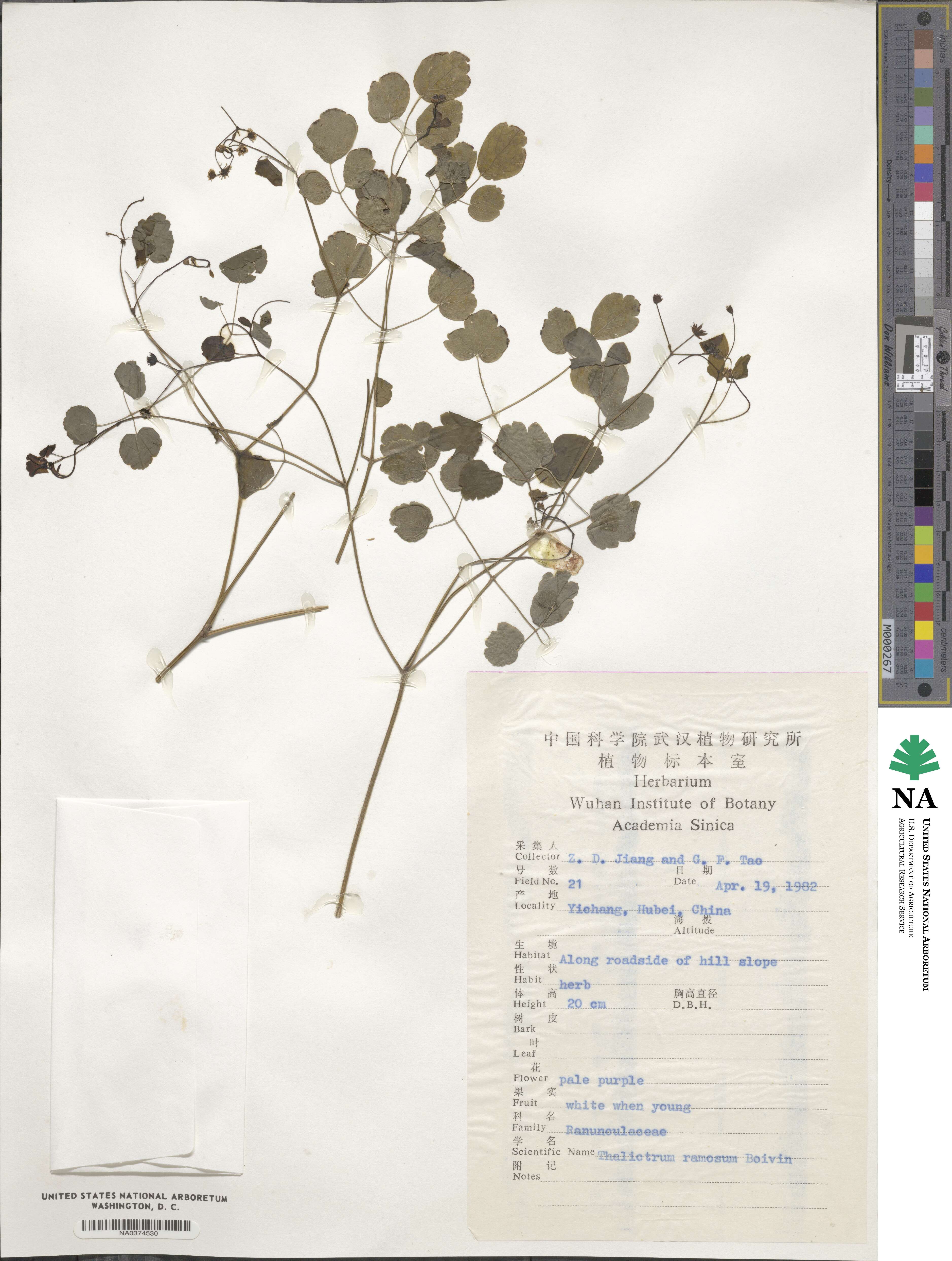 Thalictrum ramosum image