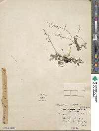 Thalictrum alpinum image