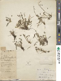 Thalictrum alpinum image
