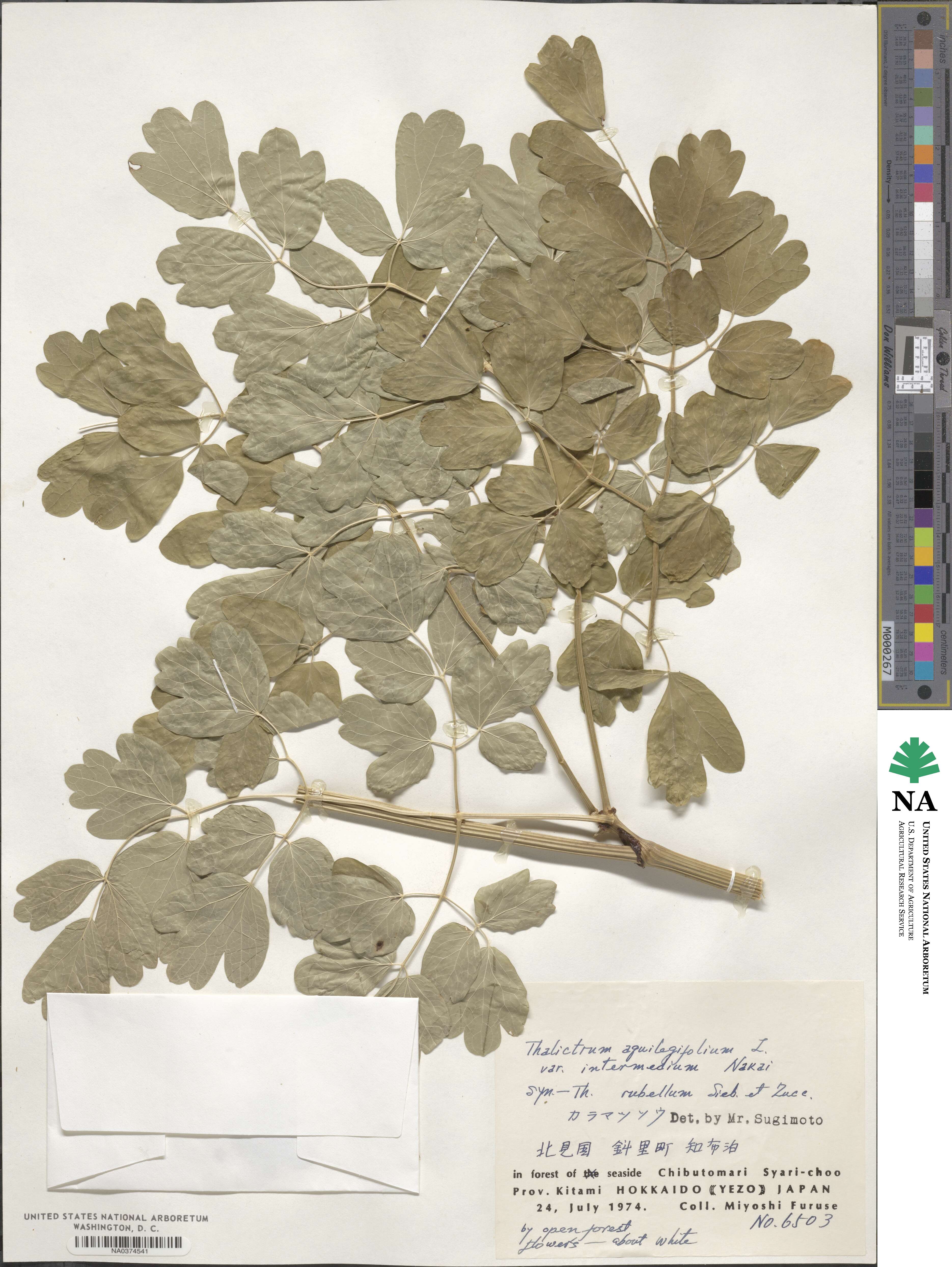 Thalictrum aquilegiifolium image