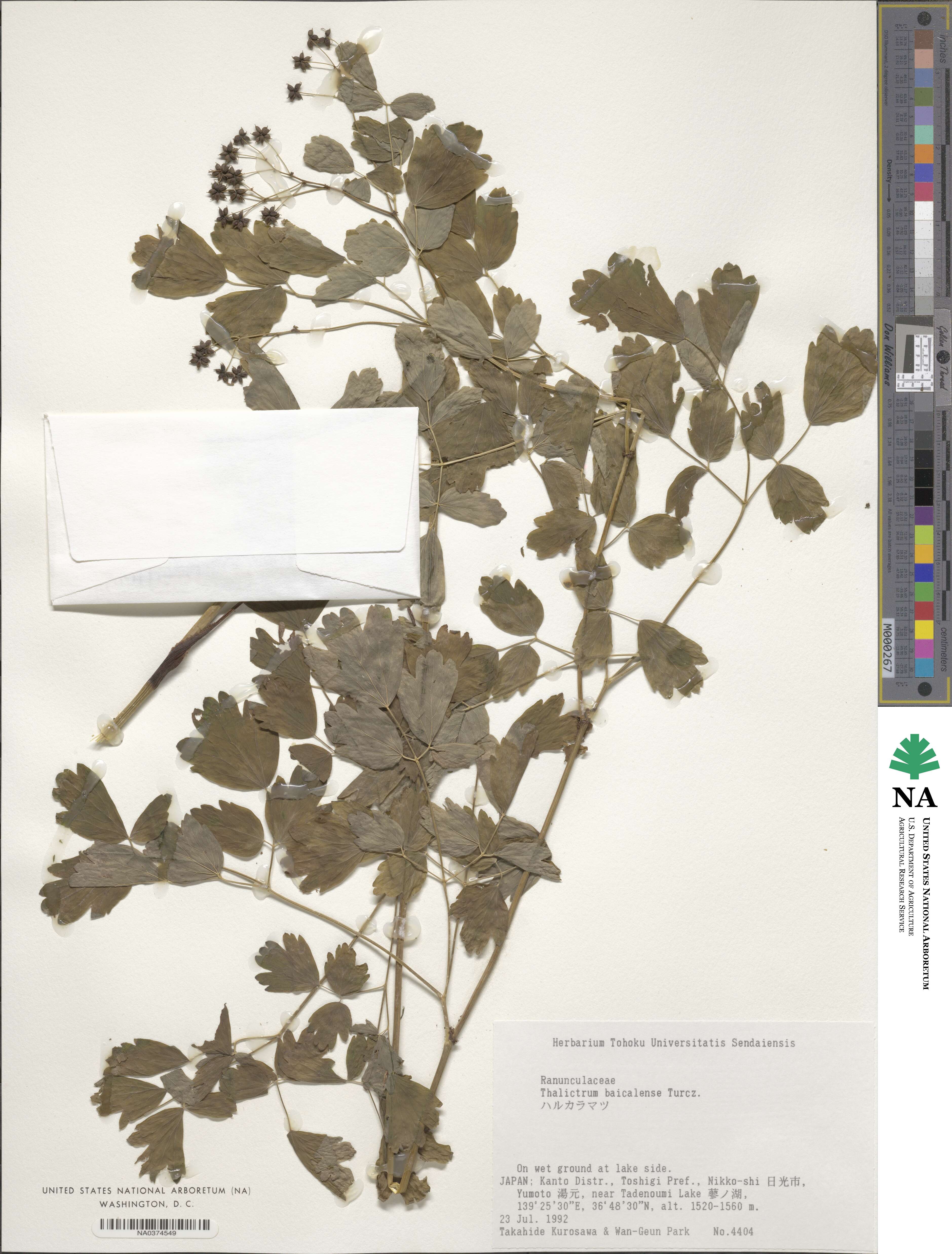 Thalictrum baicalense image