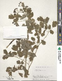 Image of Thalictrum baicalense