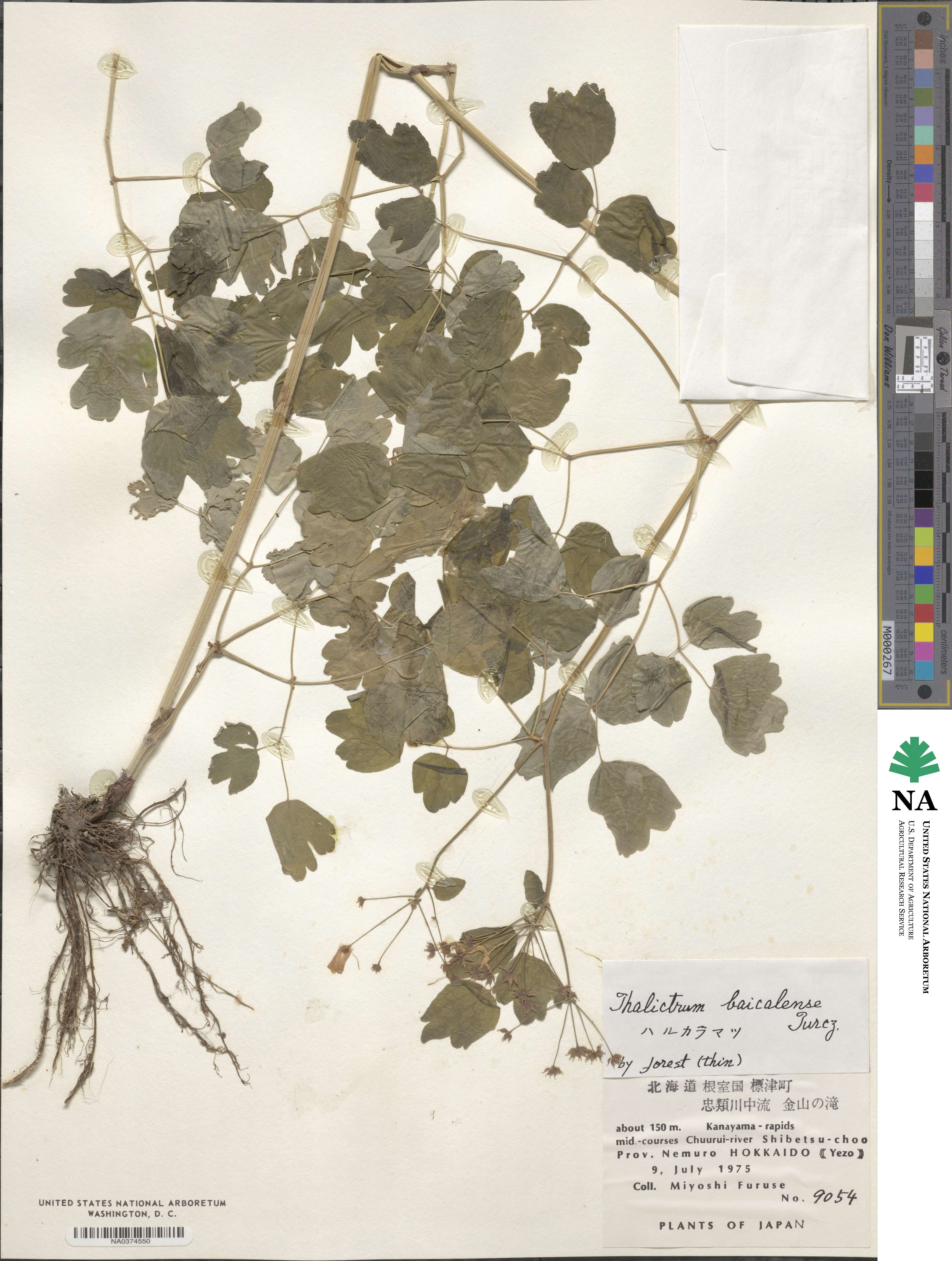 Thalictrum baicalense image