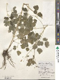 Thalictrum baicalense image