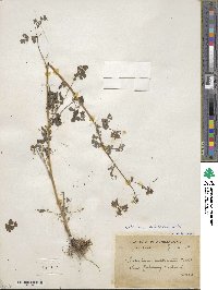 Image of Thalictrum cultratum
