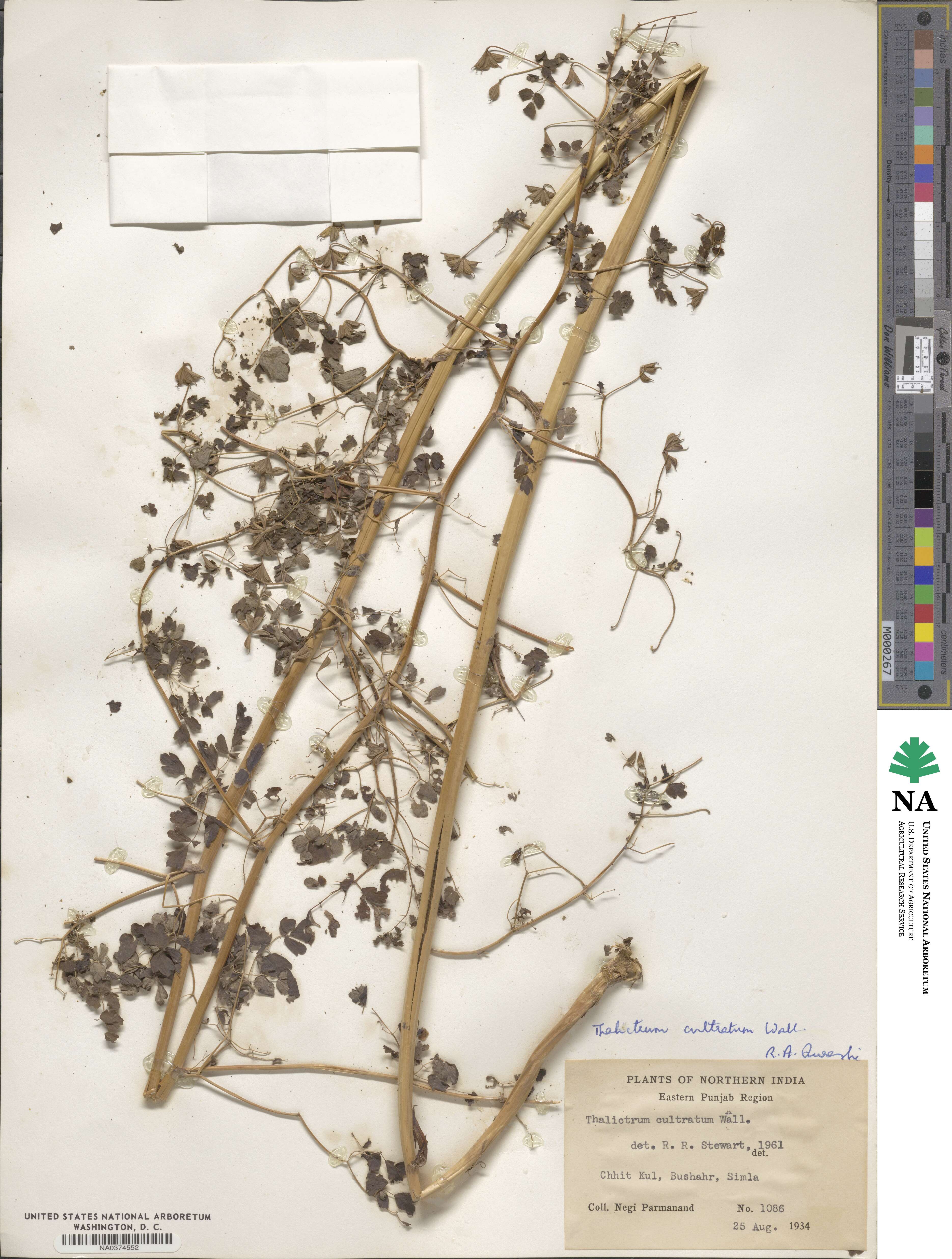 Thalictrum cultratum image