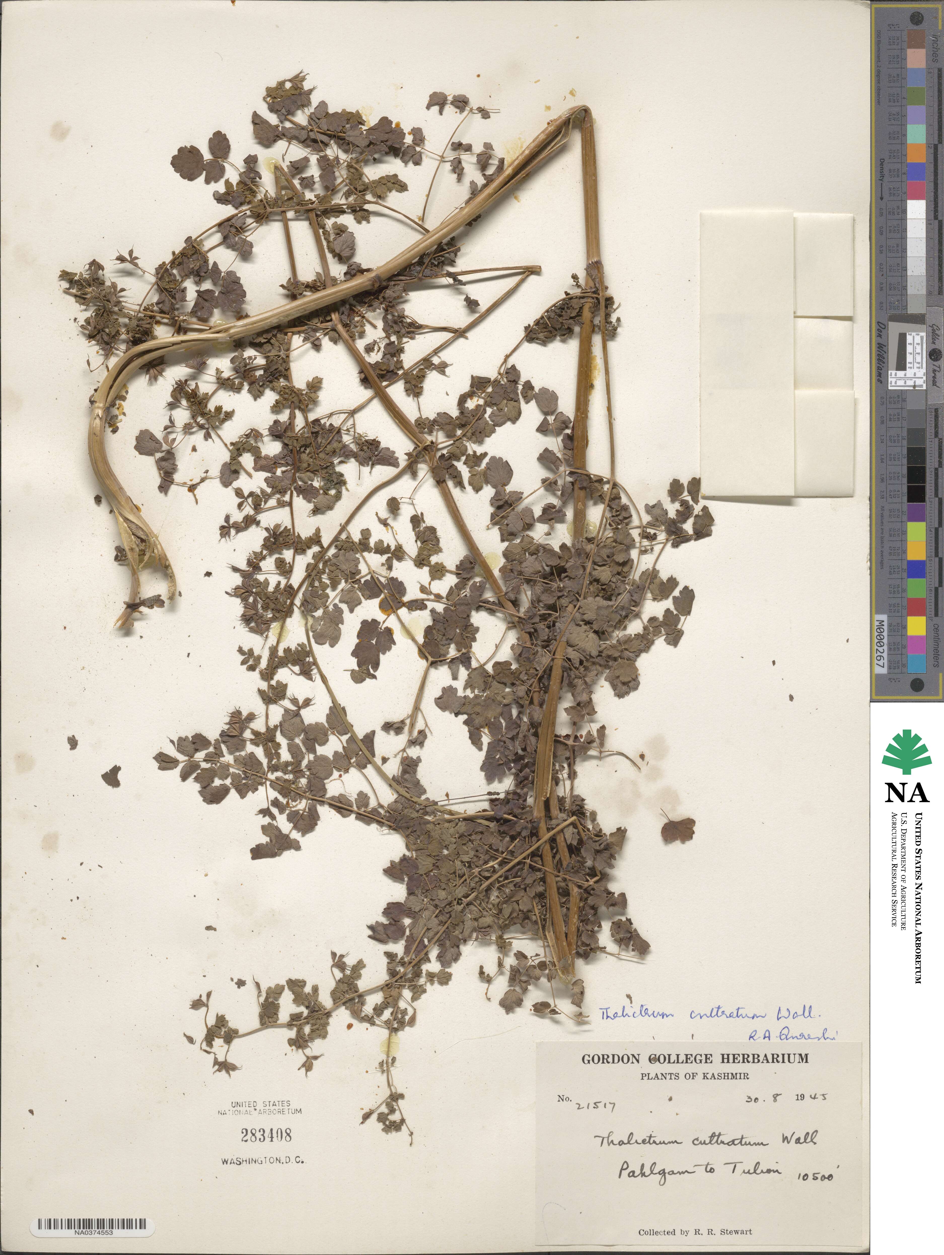 Thalictrum cultratum image