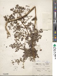 Thalictrum cultratum image