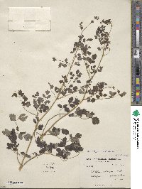 Thalictrum cultratum image