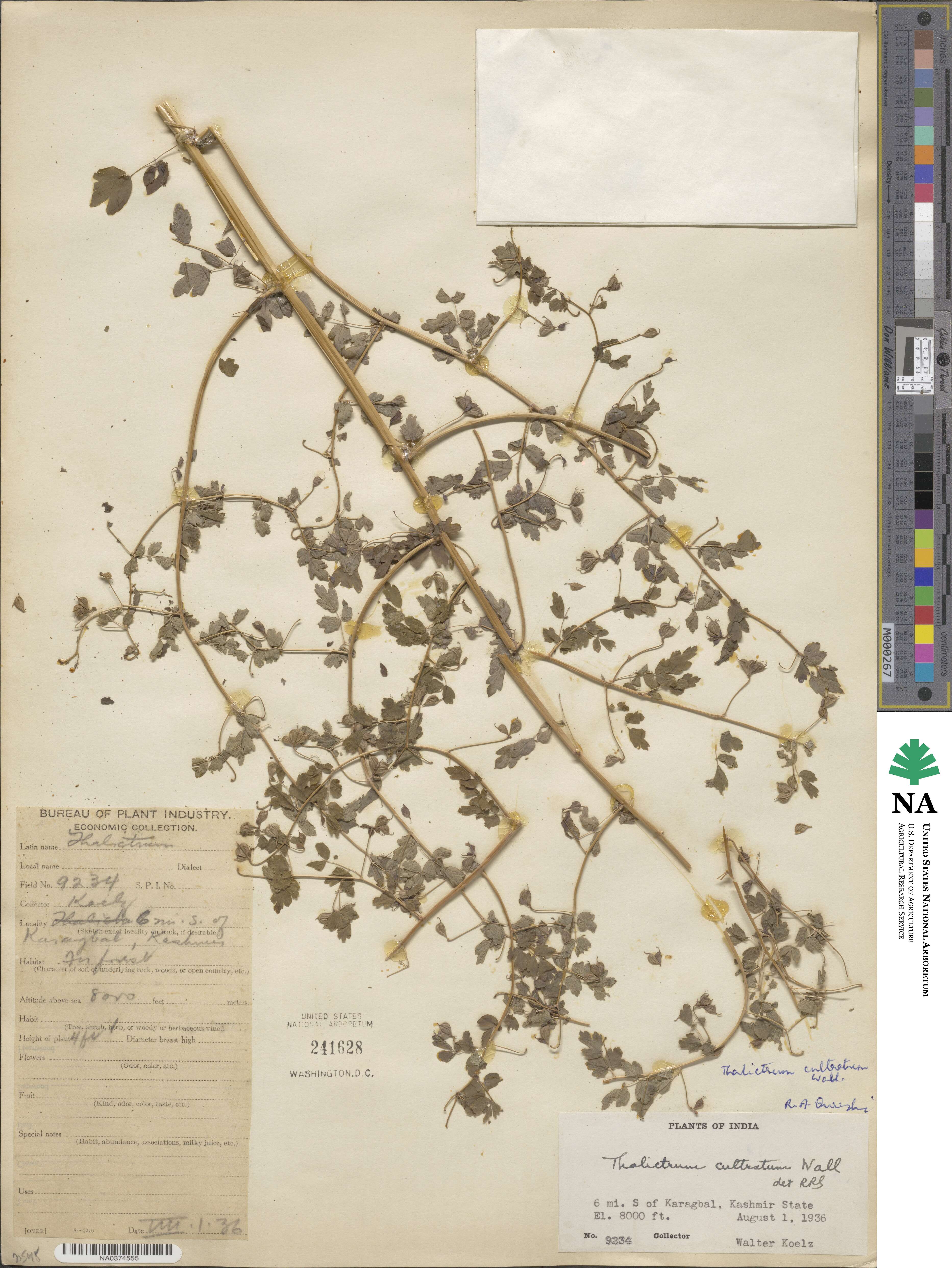 Thalictrum cultratum image