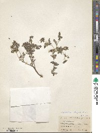 Image of Thalictrum elegans