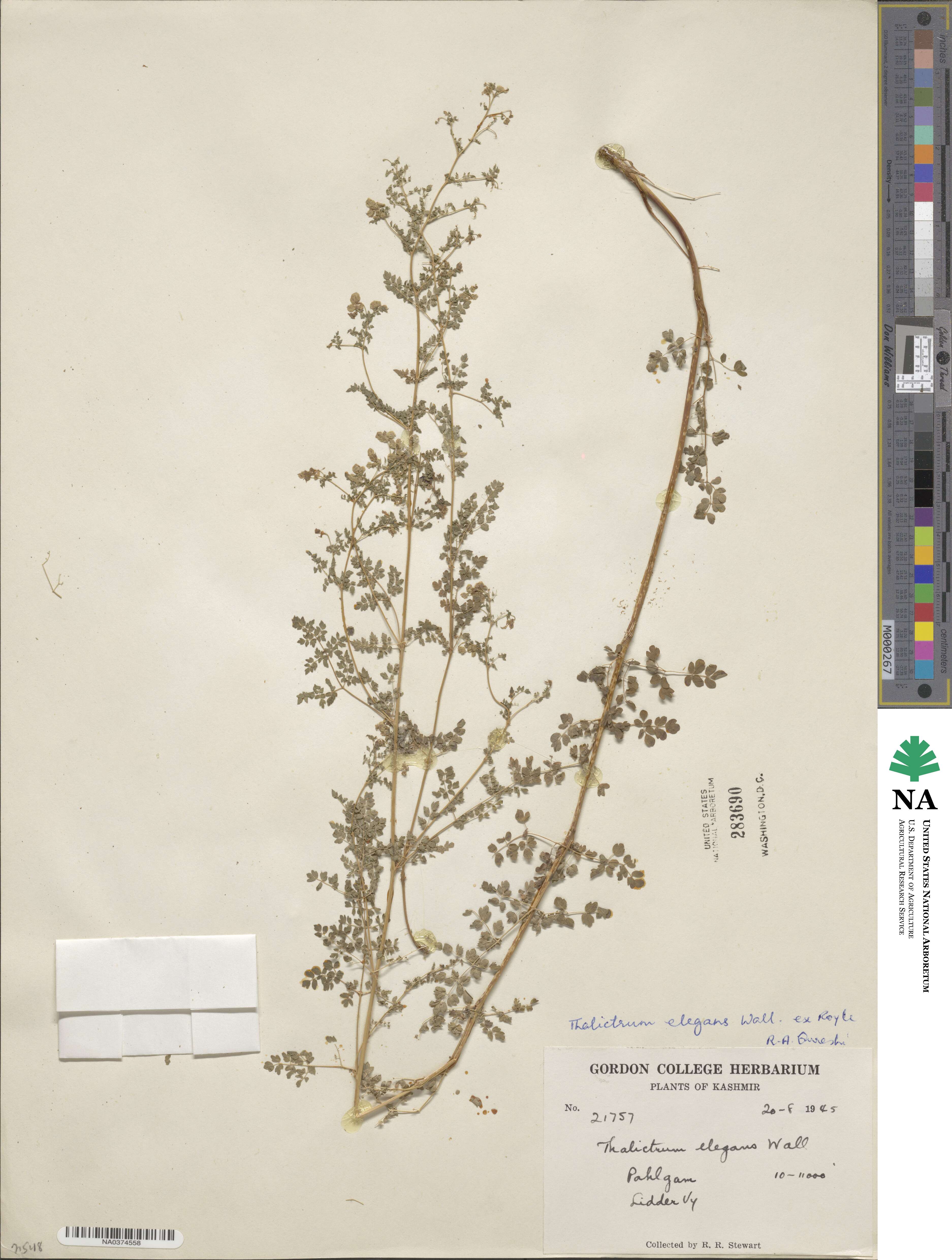 Thalictrum elegans image