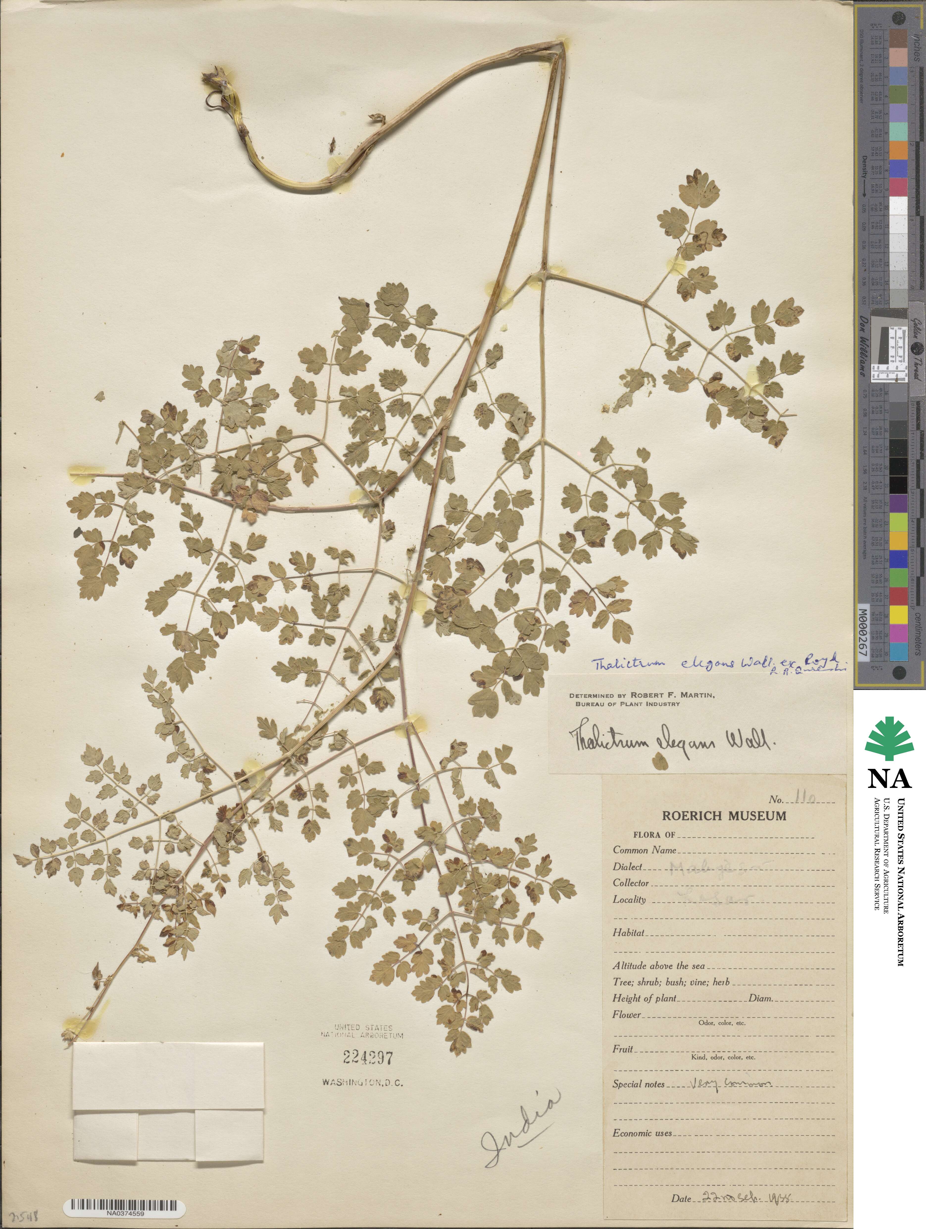 Thalictrum elegans image