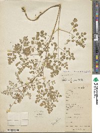 Thalictrum elegans image