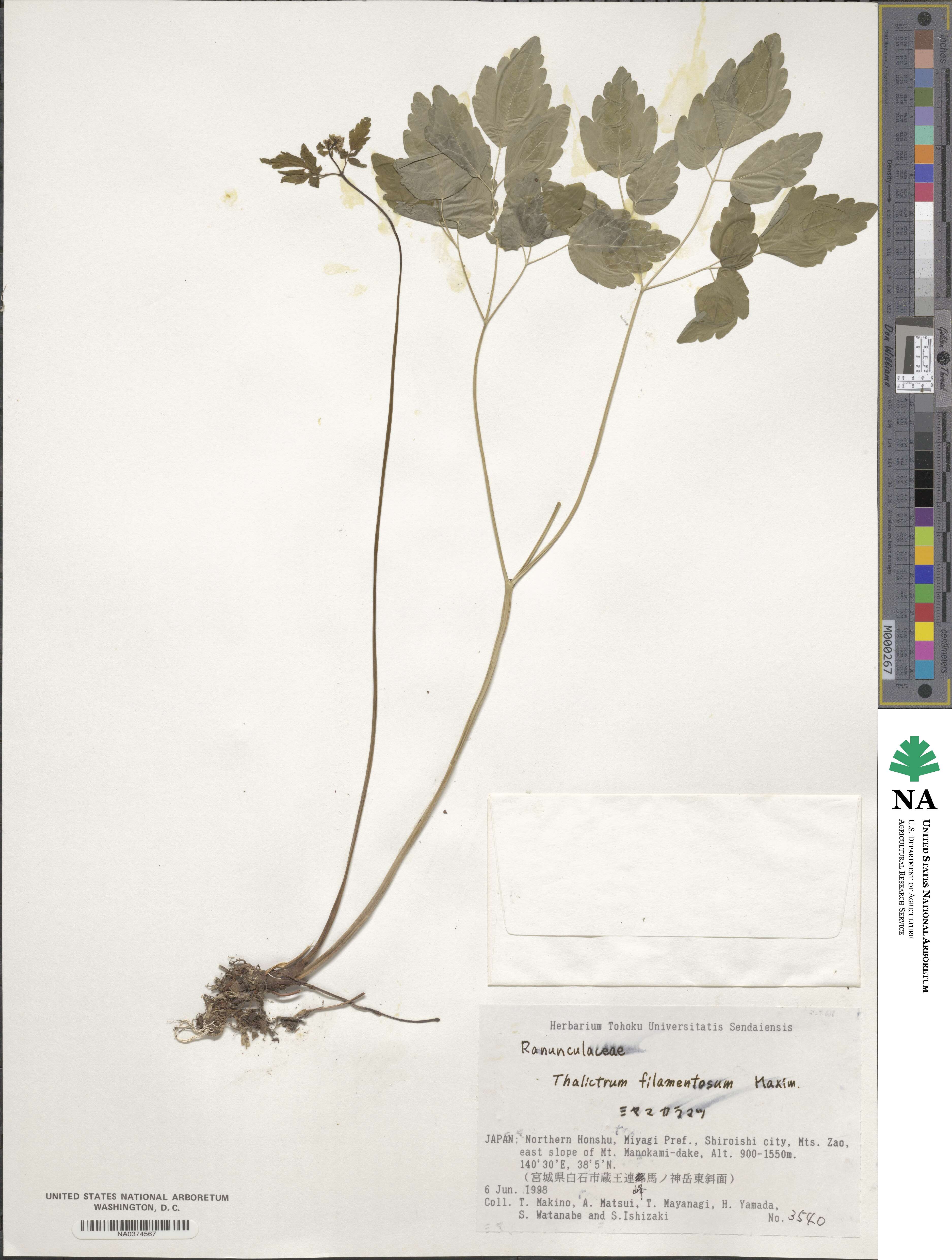 Thalictrum filamentosum image