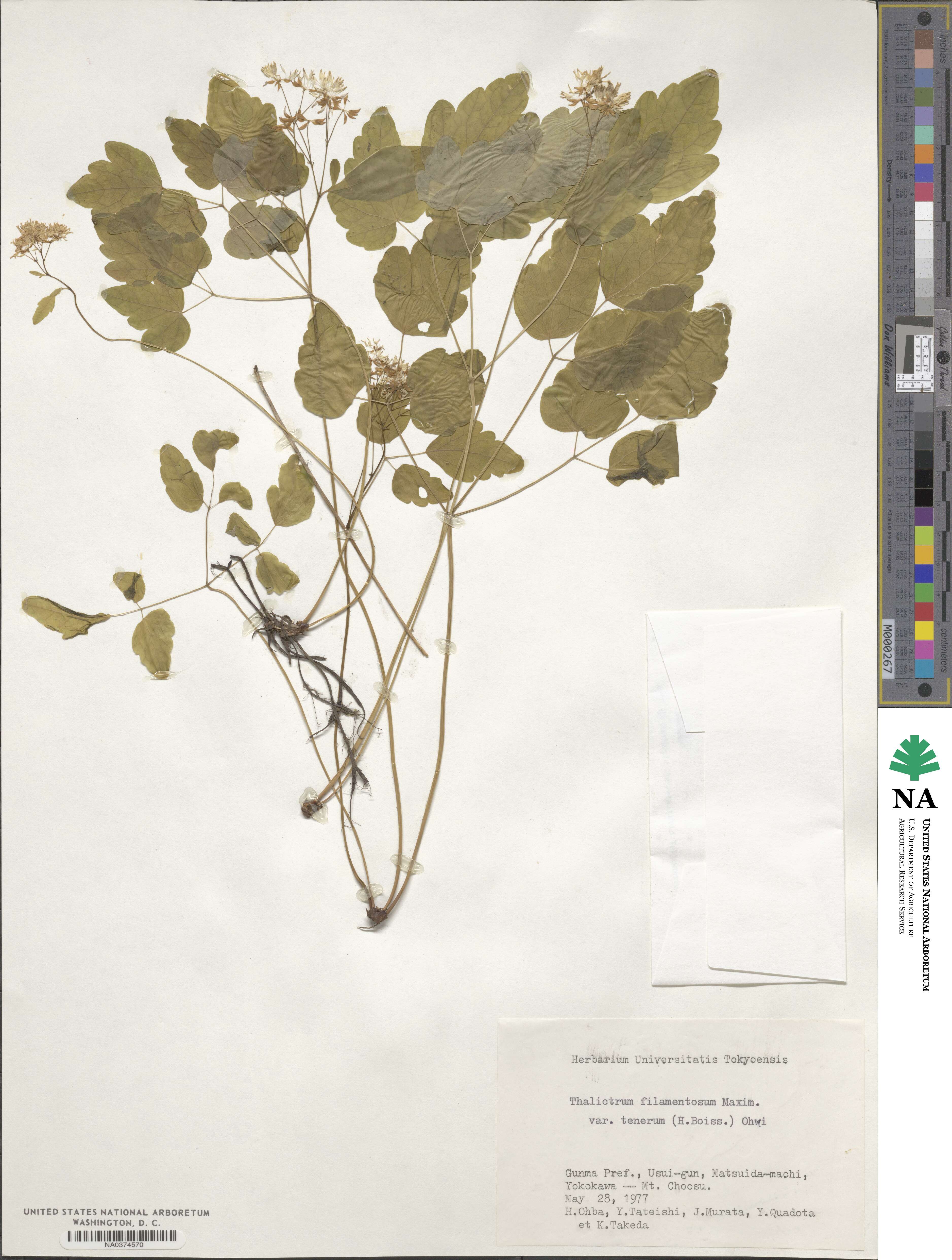 Thalictrum filamentosum image