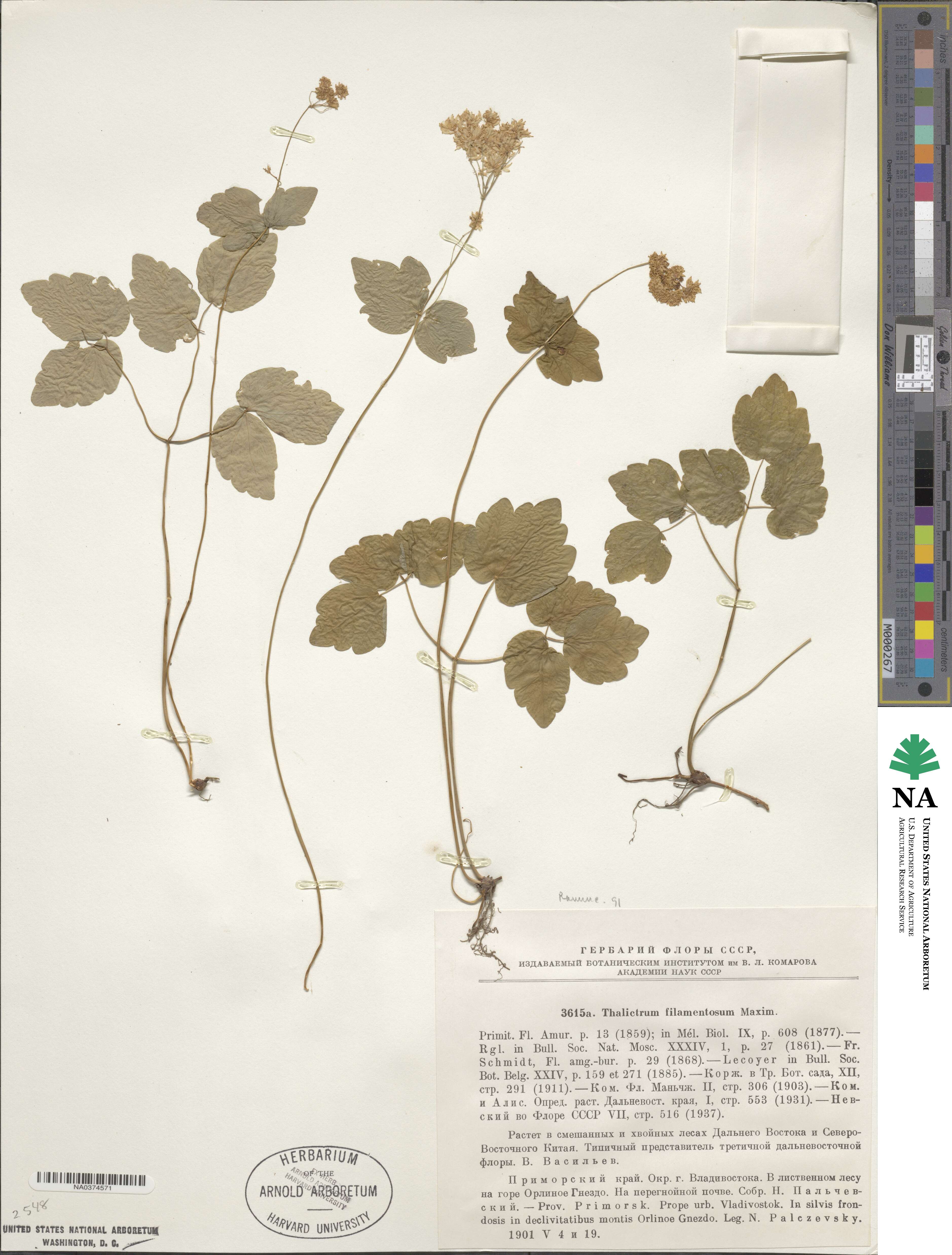 Thalictrum filamentosum image