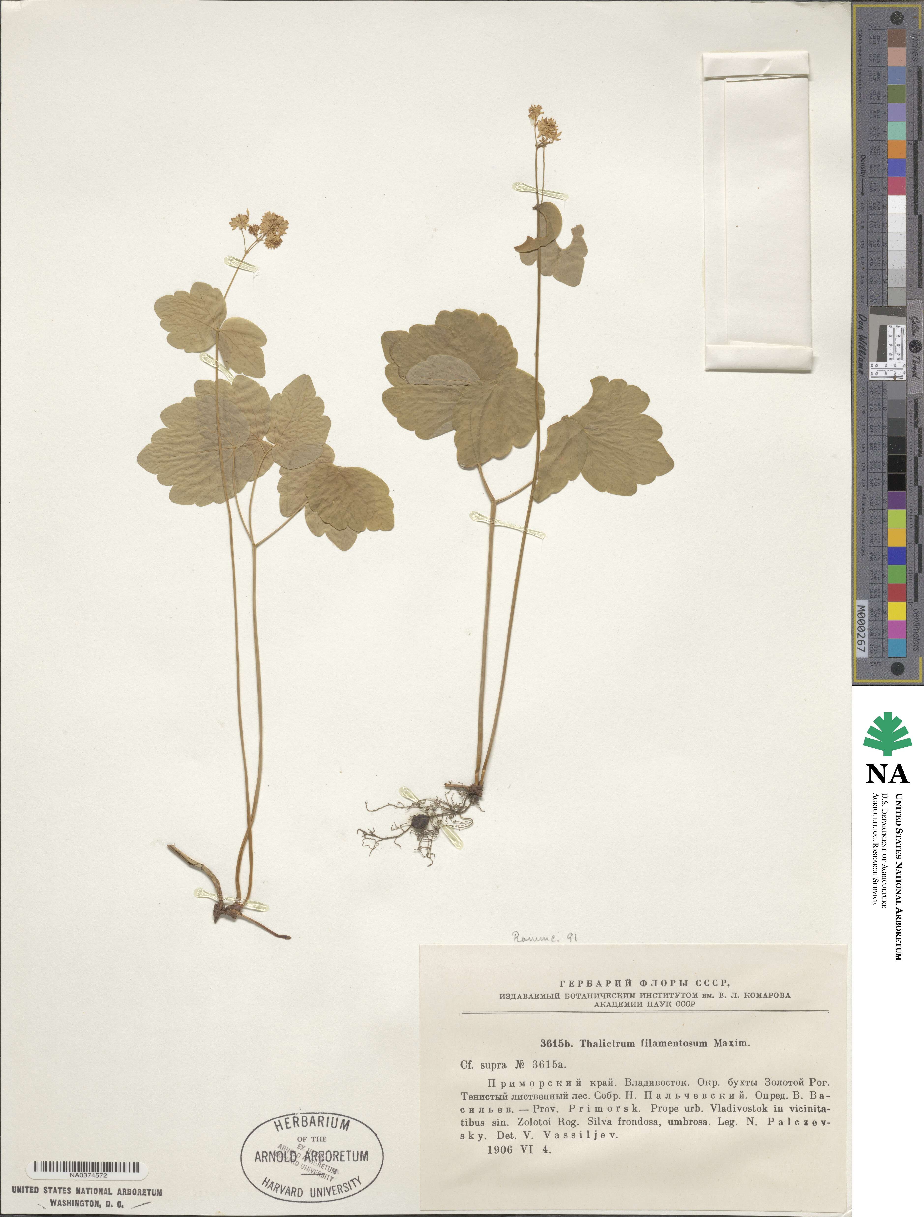 Thalictrum filamentosum image