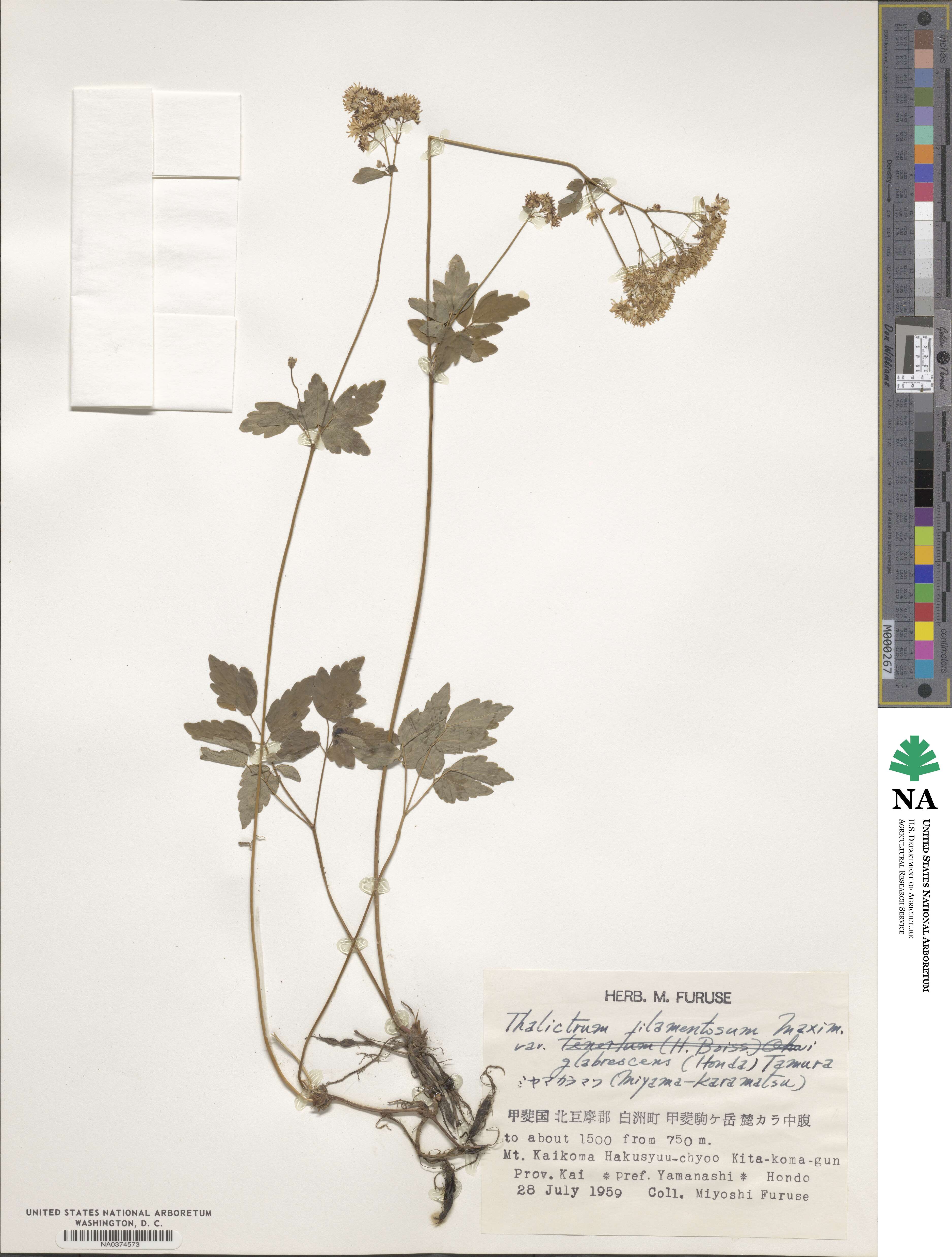 Thalictrum foetidum subsp. glabrescens image