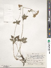 Thalictrum foetidum image