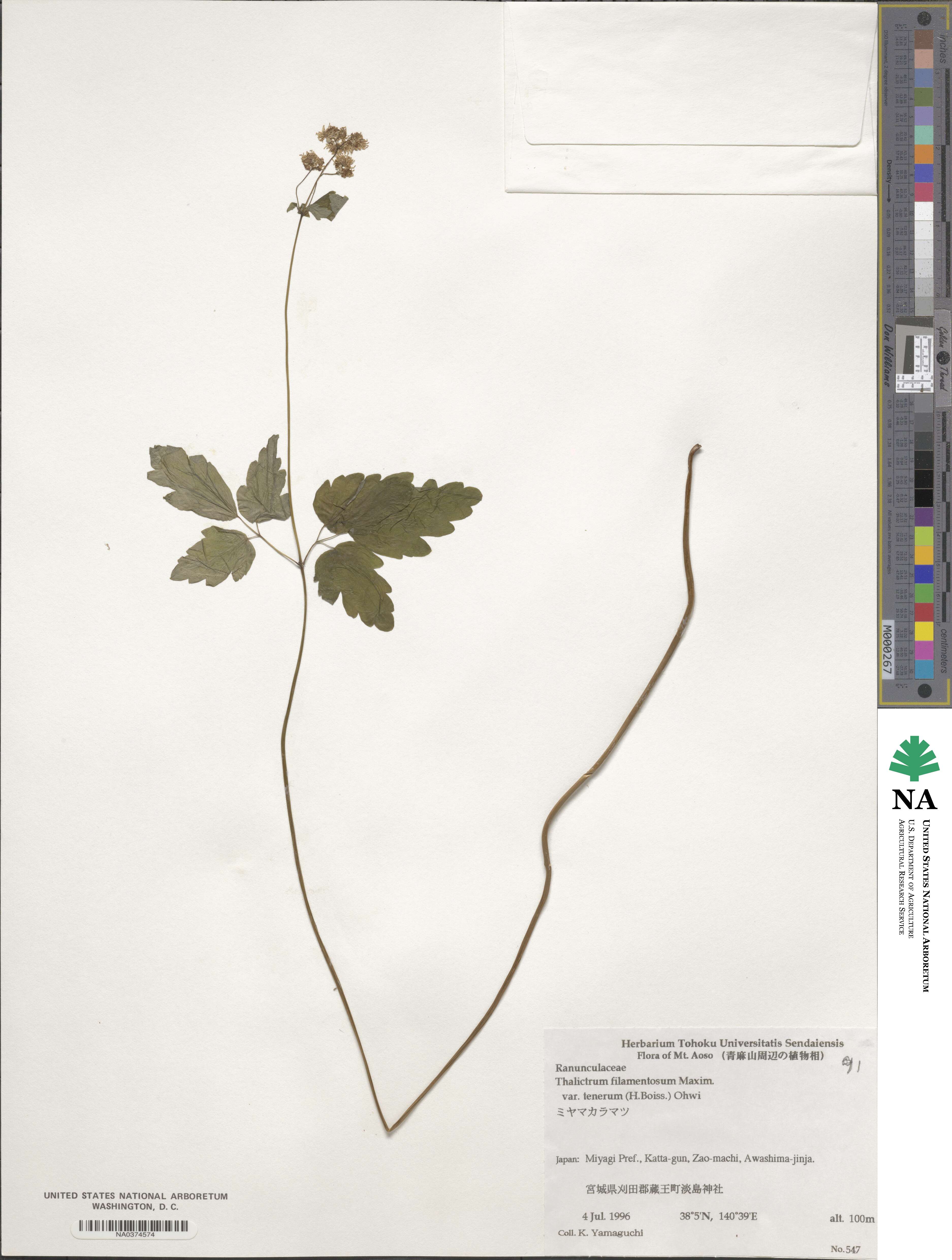 Thalictrum tuberiferum image