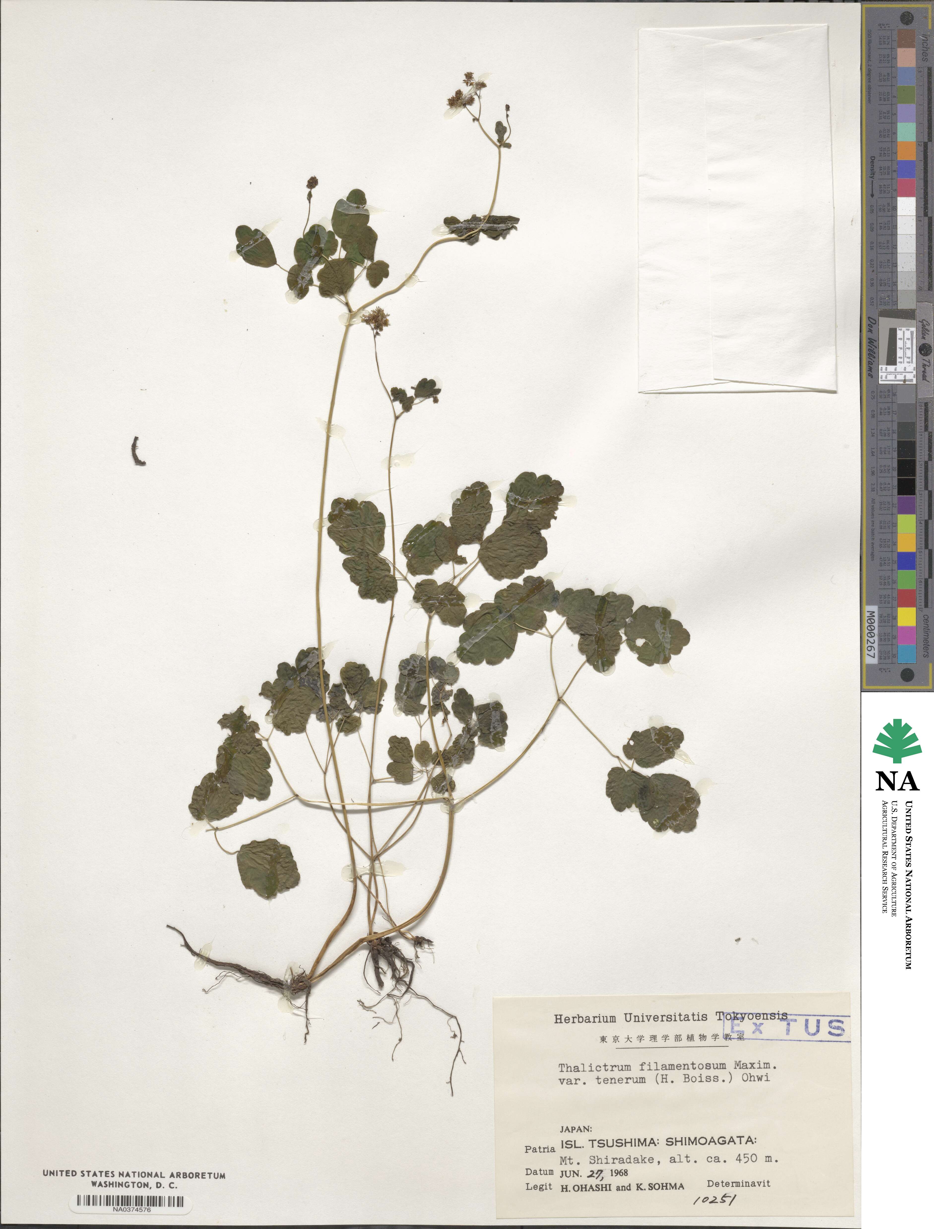 Thalictrum tuberiferum image