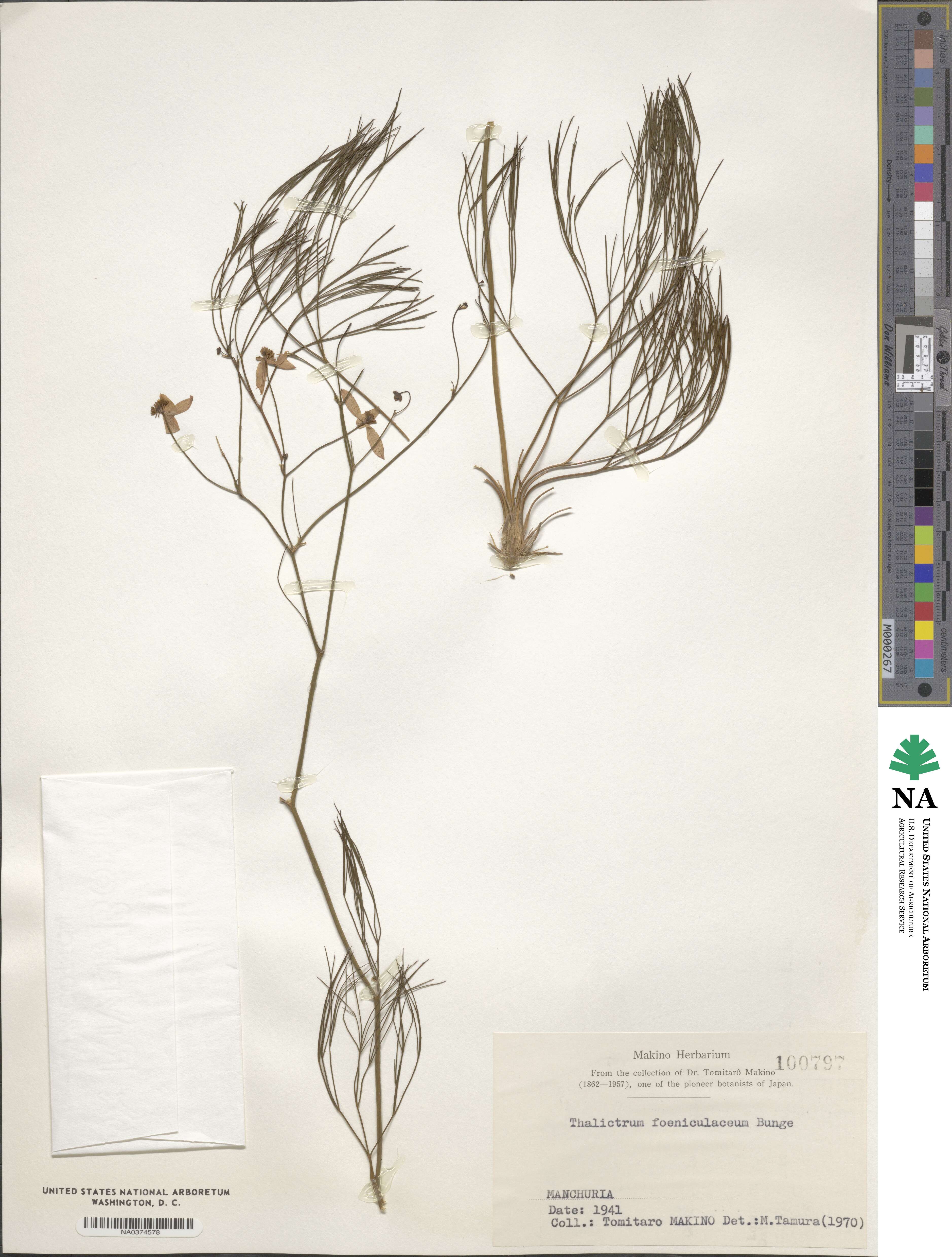 Thalictrum foeniculaceum image