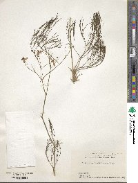 Image of Thalictrum foeniculaceum