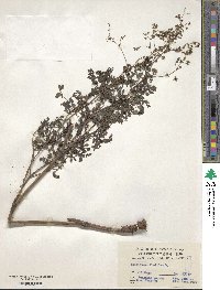 Thalictrum foetidum image