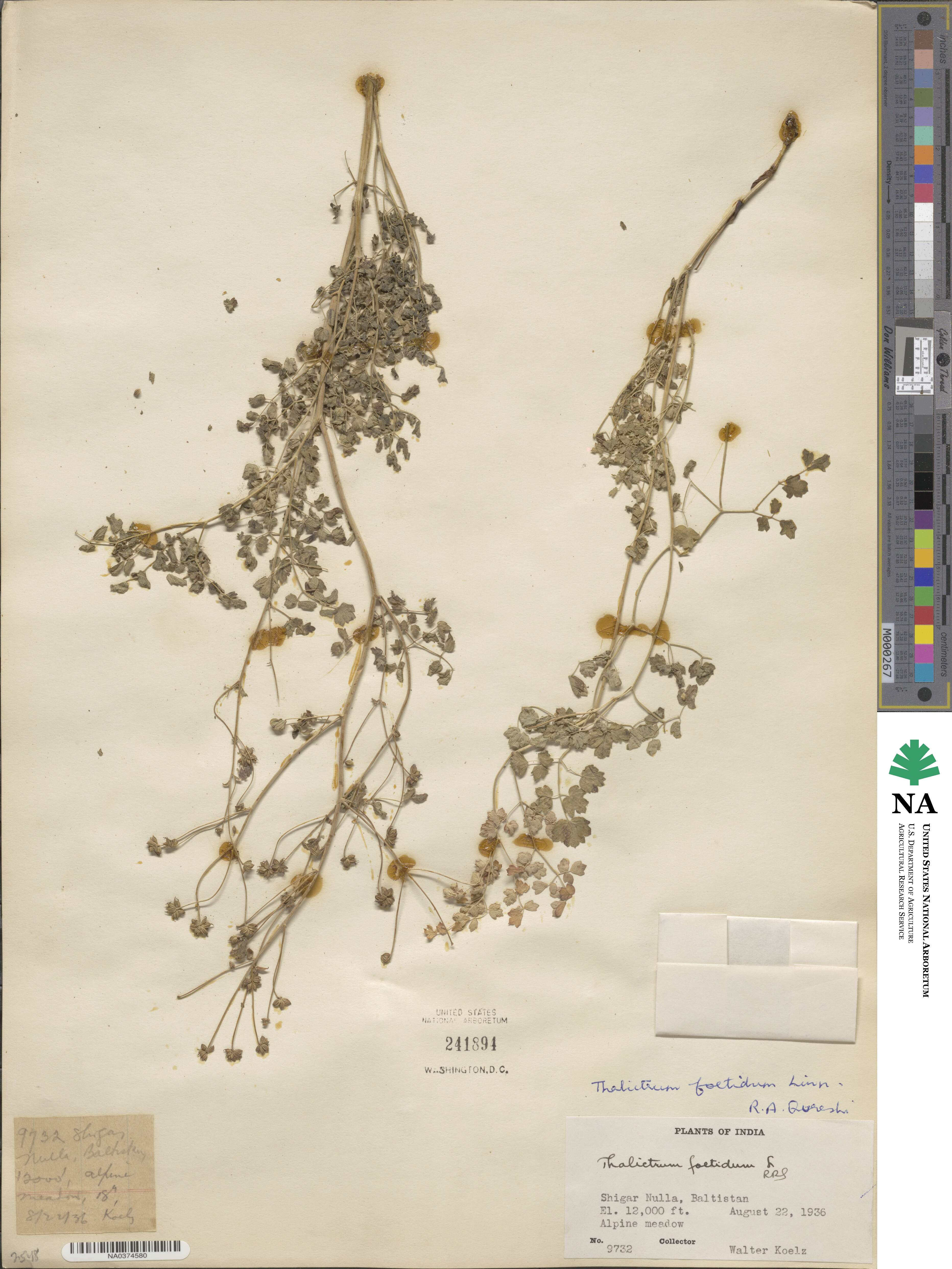 Thalictrum foetidum image