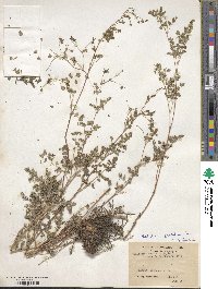 Thalictrum foetidum image