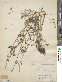 Thalictrum foetidum image