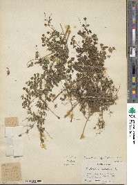 Thalictrum foetidum image