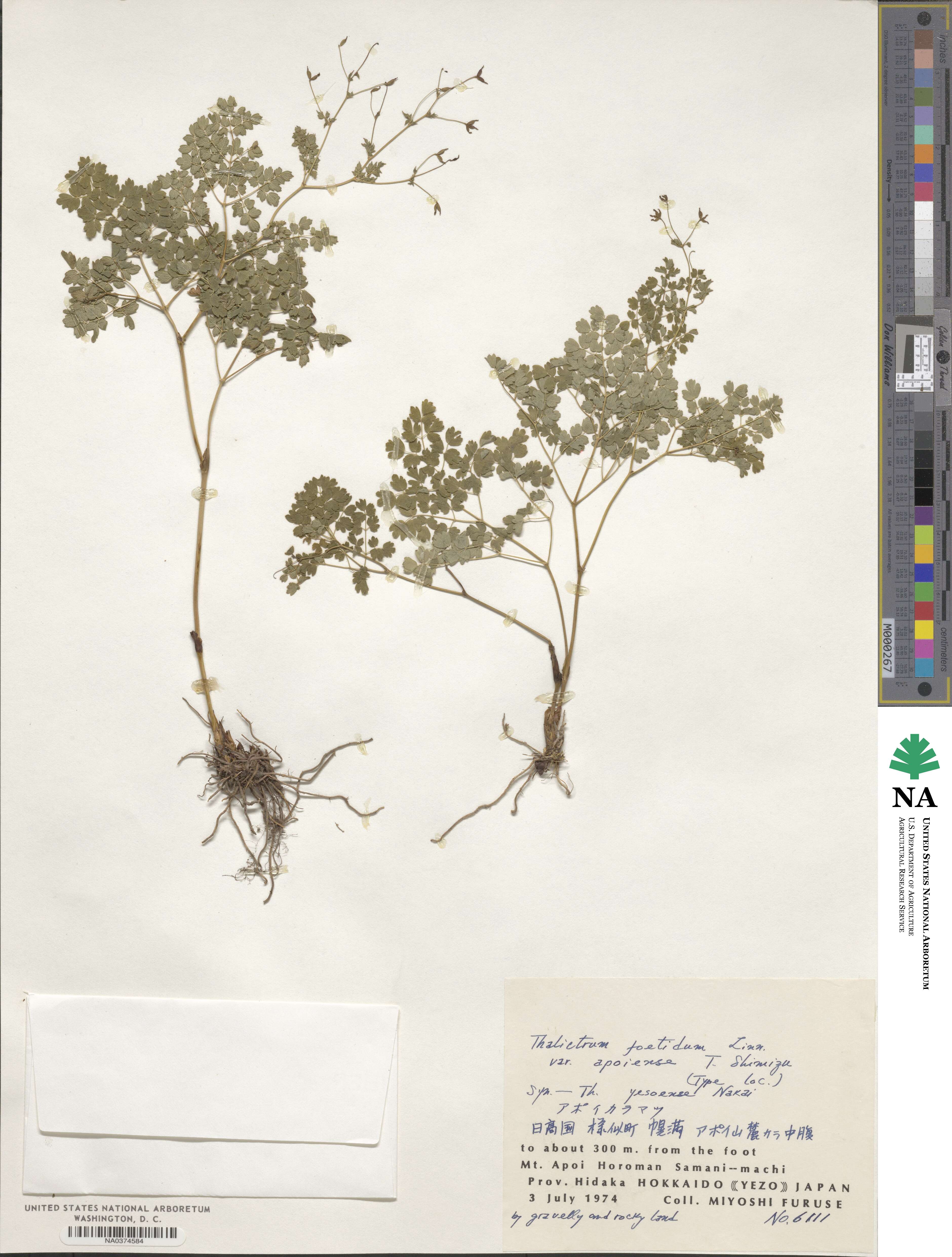 Thalictrum foetidum image