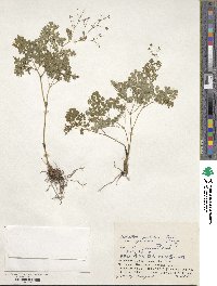 Thalictrum foetidum image