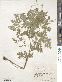 Thalictrum foetidum image