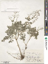 Thalictrum foetidum image
