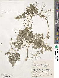Thalictrum foetidum image