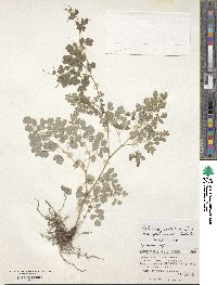 Thalictrum foetidum image