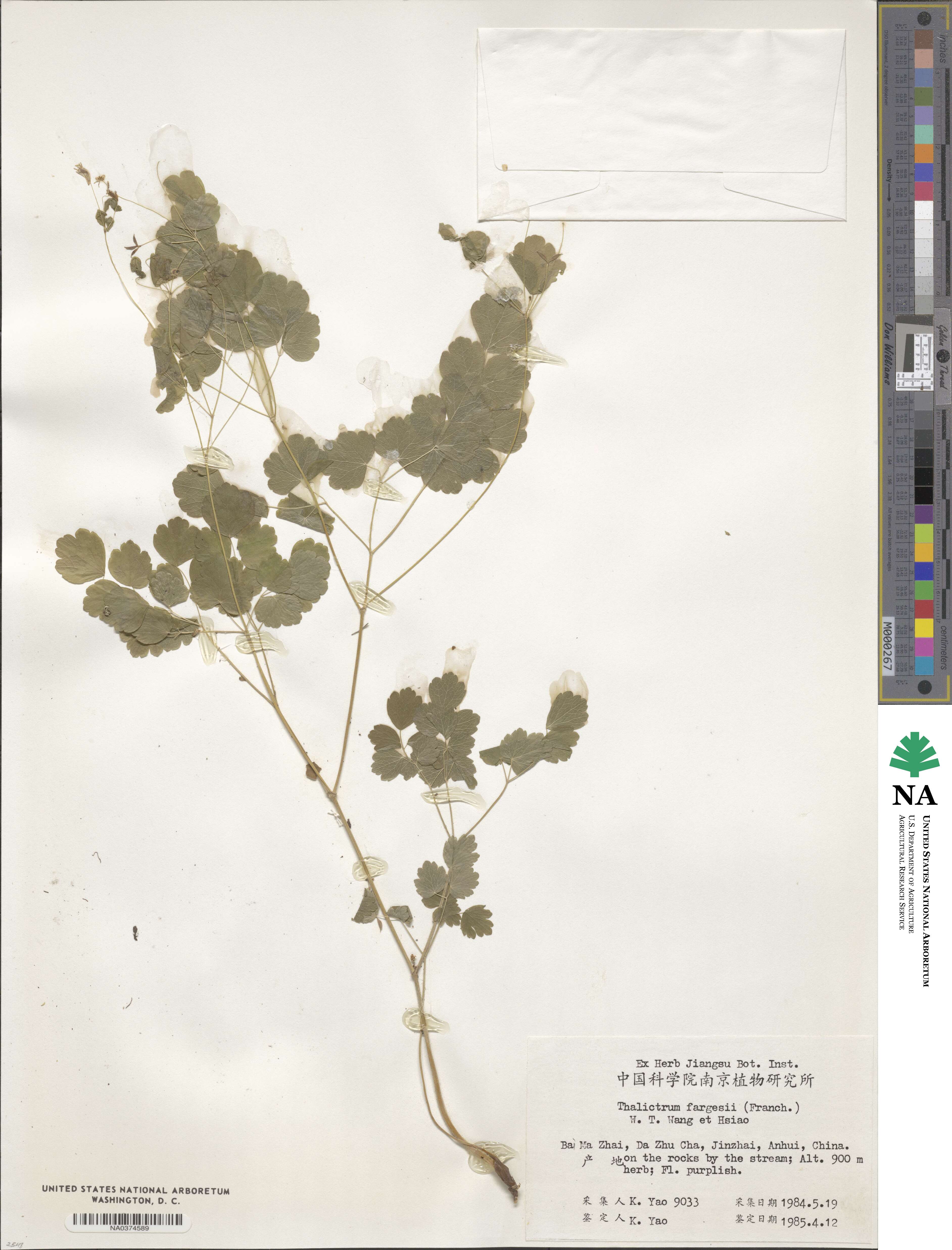 Thalictrum fargesii image