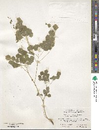 Image of Thalictrum fargesii