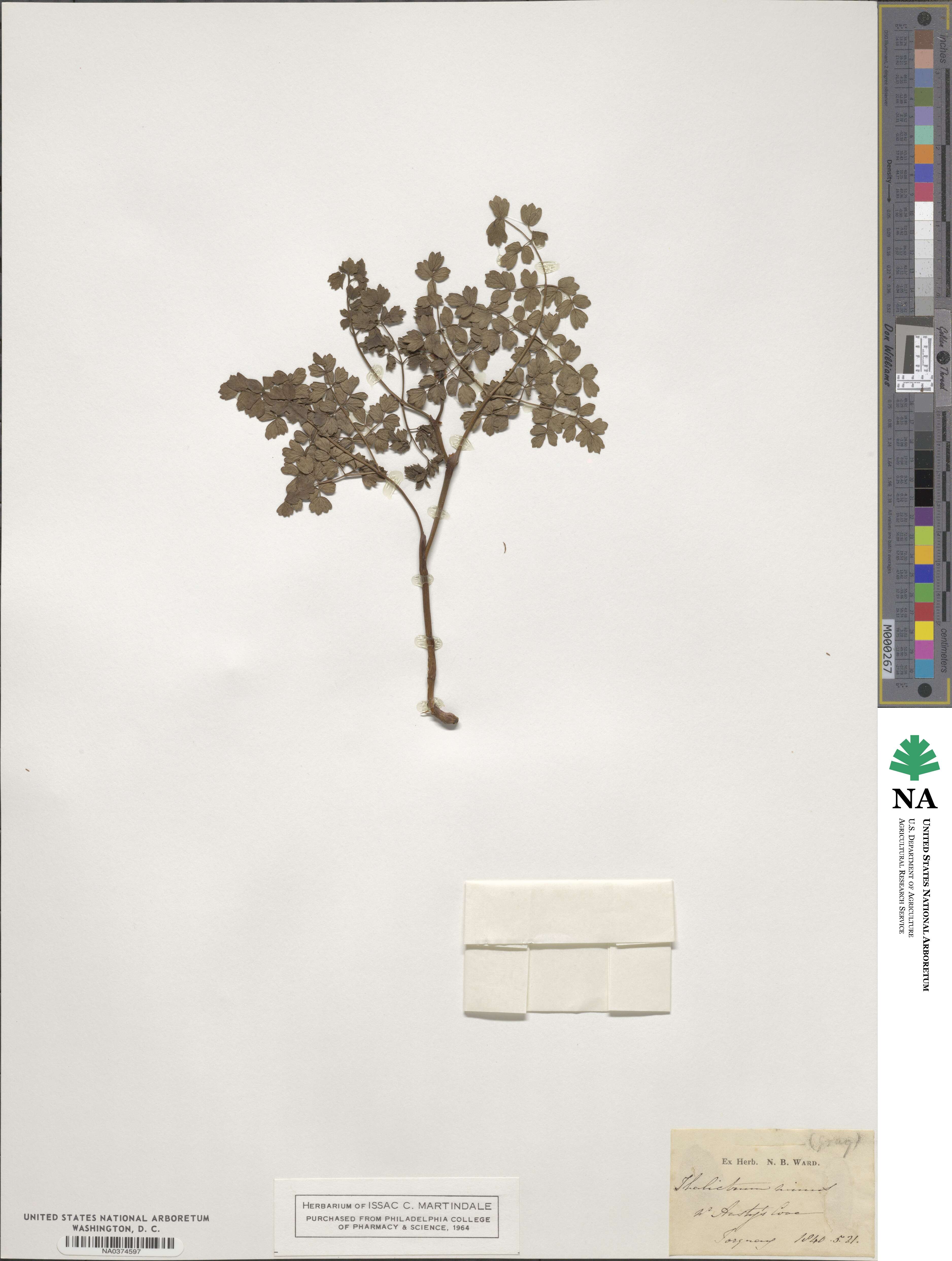 Thalictrum minus image